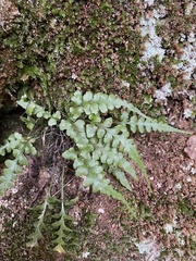 Asplenium pinnatifidum