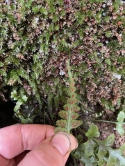 Asplenium pinnatifidum