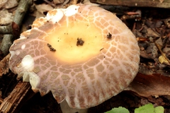 Russula crustosa