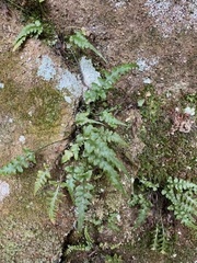 Asplenium pinnatifidum