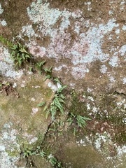 Asplenium pinnatifidum