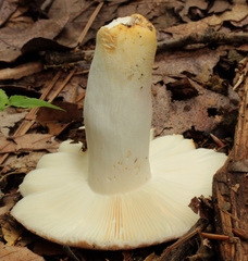 Russula crustosa