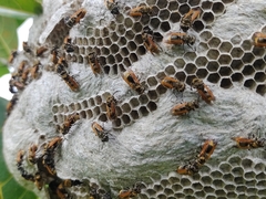 Brachygastra mellifica image