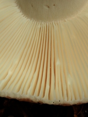 Russula crustosa
