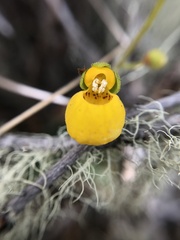 Calceolaria biflora