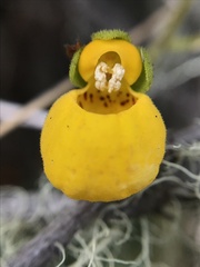 Calceolaria biflora