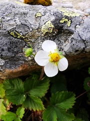 Fragaria vesca