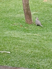 Streptopelia semitorquata