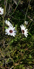 Dimorphotheca pluvialis