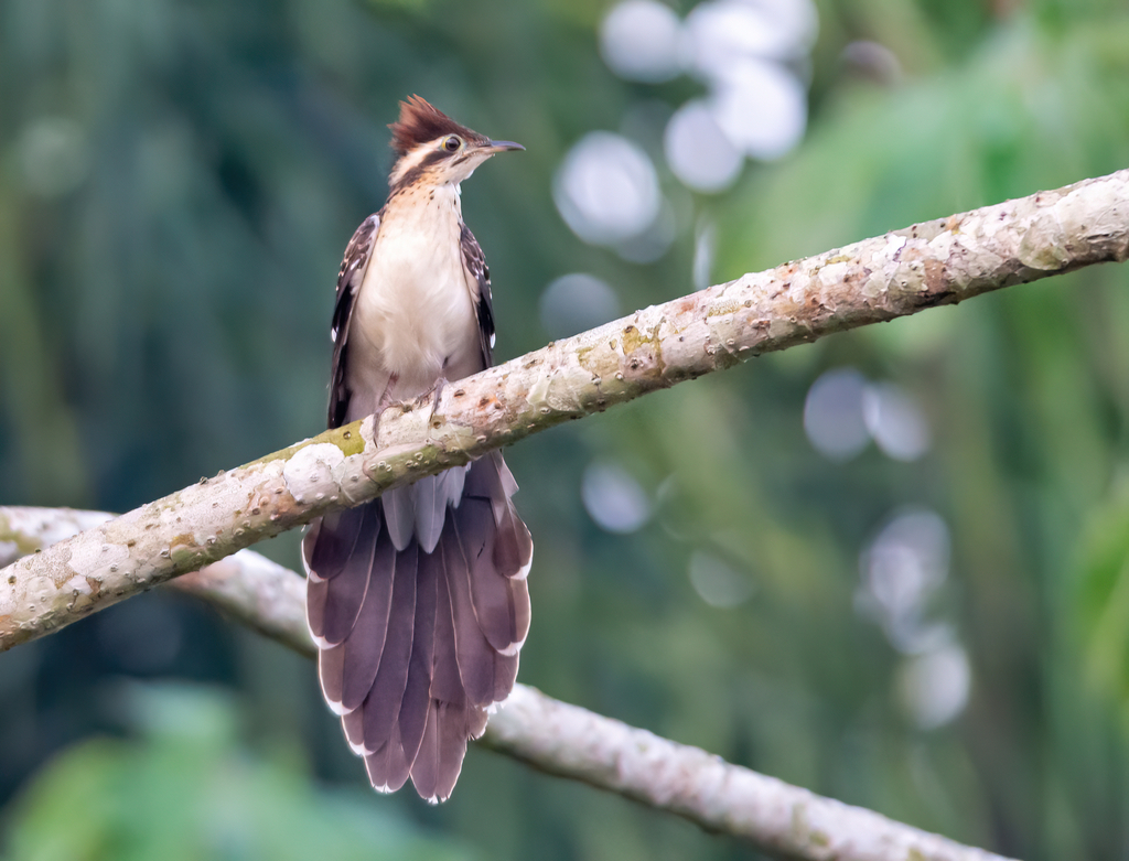 Pheasant Cuckoo (Birds of Loreto, Peru) · iNaturalist