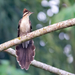 Pheasant Cuckoo - Photo (c) Anderson Sandro, some rights reserved (CC BY-NC), uploaded by Anderson Sandro