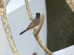 Tyrannus caudifasciatus