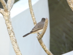 Tyrannus caudifasciatus