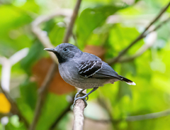 Hypocnemoides maculicauda