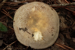 Russula crustosa