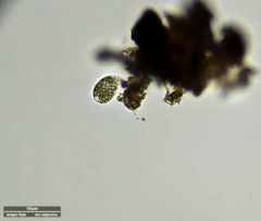 Ciliophora