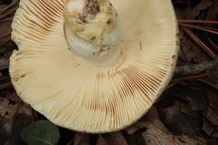 Russula crustosa