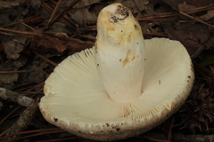 Russula crustosa