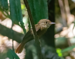 Onychorhynchus coronatus