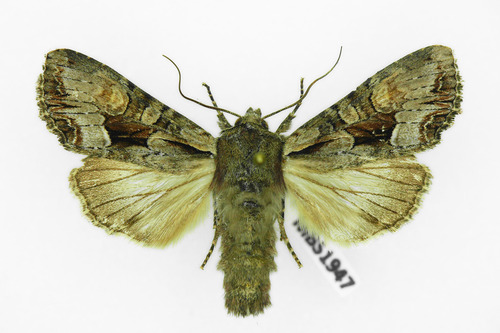 Light Brocade
