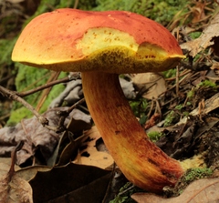 Boletus miniatopallescens