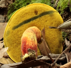 Boletus miniatopallescens