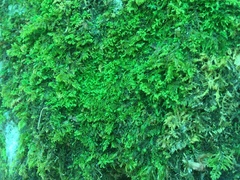 Ctenidium molluscum