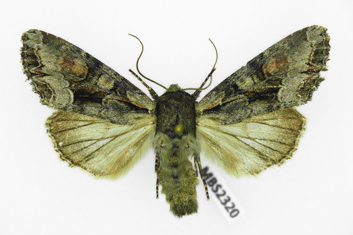 Light Brocade