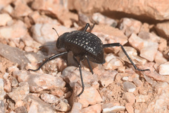 Adesmia cancellata