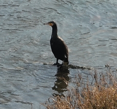 Phalacrocorax carbo