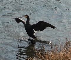 Phalacrocorax carbo