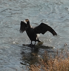 Phalacrocorax carbo