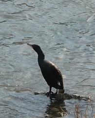 Phalacrocorax carbo