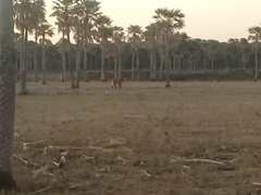 Chrysocyon brachyurus