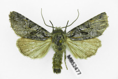 Lasionycta proxima