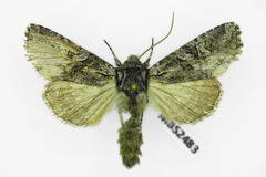 Lasionycta proxima
