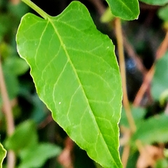Fallopia baldschuanica