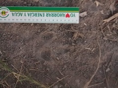 Chrysocyon brachyurus