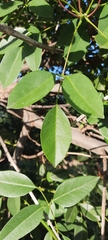 Erythrina crista-galli