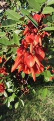Erythrina crista-galli