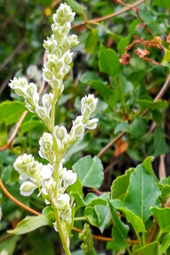 Bukhara fleeceflower (Fallopia baldschuanica)
