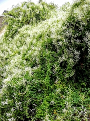 Fallopia baldschuanica