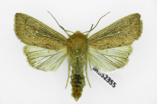 Obscure Wainscot