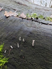 Xylaria hypoxylon