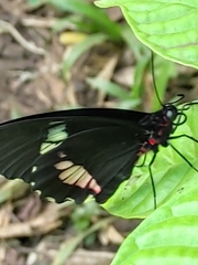 Parides iphidamas