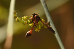 Delta hottentotum