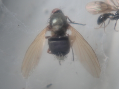Calliopum