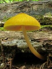 Pluteus leoninus