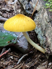 Pluteus leoninus