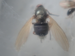 Calliopum